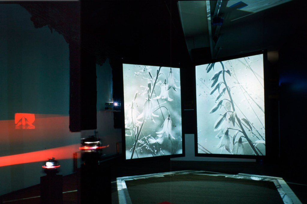 6- Schönheit am Wege